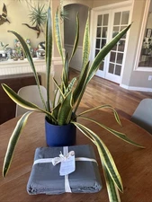 NWT- The Citizenry STONEWASHED ORGANIC COTTON PERCALE DUVET COVER King MSRP $199