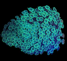 WYSIWYG Green Alveopora Coral – Live LPS for Saltwater Reef Aquarium