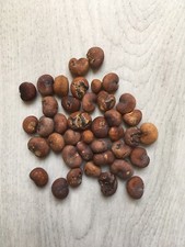 40 graines de Baobab Adansonia Digitata à planter bio sans OGM ni hybridation