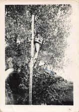 ANCIENNE PHOTOGRAPHIE ELECTRICIEN SUR UN POTEAU ELECTRIQUE EN BOIS