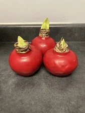 x1 Waxed Amaryllis Bulb – Red Wax W/ Red Blooms – Live Holiday Gift Plant SDSHIP