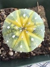 Astrophytum Asterias Variegated  Beautiful Little Gem