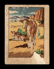 1951 Post HOPALONG CASSIDY Wild West Trading Card #36 Dogies Cow Calves Calf