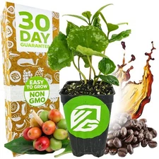 Coffee Plant - Coffea arabica - Live Plant
