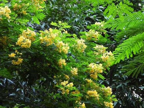 Senna surattensis, Cassia glauca, Senna sulfurea, Golden Cassia - 20 Sementes - 第 4/10 張圖片