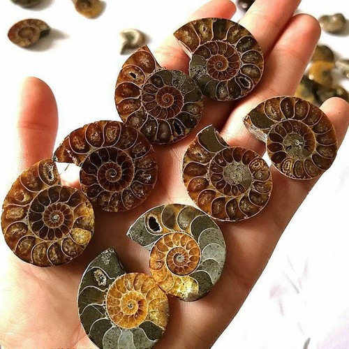 1 Pc Half Cut Natural Ammonite Shell Fossil Specimen Madagascar Decoration DIY - Picture 7 of 9