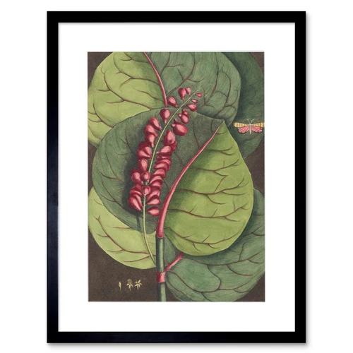 Flower Coccoloba Uvifera Seagrape Art Print Framed Poster Wall Decor
