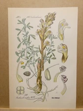 1886 ANTIQUE LITHOGRAPH ILLUSTRATION BOTANY FLOWER FLORA NATURE DECOR PICTURE...