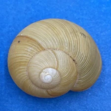 #9 Zachrysia provisoria 29.9mm Miami, Florida 1993