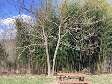 Royal Empress, Paulownia tomentosa, Tree Seeds (Fast, Showy, Fragrant)