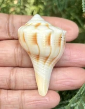 2 inch Dakshinavarti Natural Shankh/Laxmi Shankh Pooja, Right Handed Conch Shell