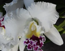 Lc. Nippon 'Livinza' Cattleya Orchid Plant 4” corsage Type Fragrant FRAGRANT