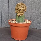 Foto 4 di 24