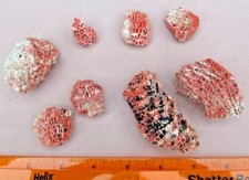 red coral, pipe organ coral, Tubipora musica