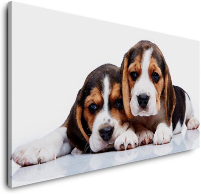LEINWAND-BILD-BEAGLE PUPPIES-(3412LC)-Wandbild-Canvas-Rahmen-Kunst-Dog Puppy XXL