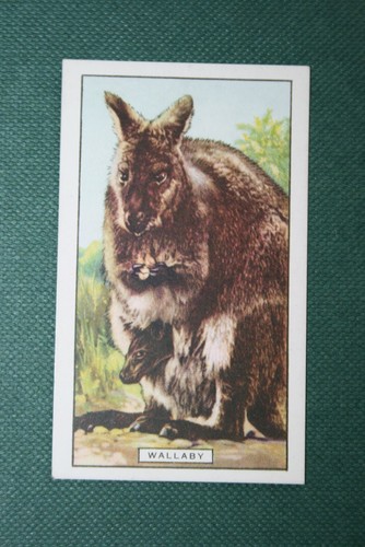 BENNETT'S WALLABY Vintage 1937 Illustrated Wildlife Card DE29M - Picture 2 of 2
