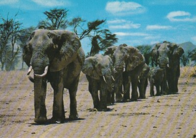 KENYA Postkarte - Afrikanische Tierwelt - ELEFANTENHERDE