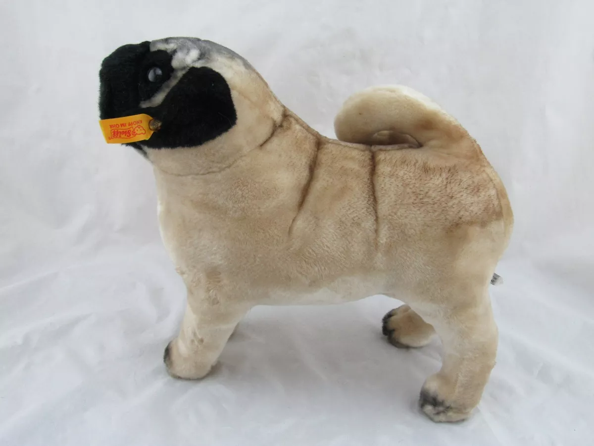 Pug american cheap kennel club