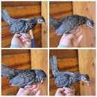 20 +    KikiRiki Hatching Eggs! Naked Neck, Short Leggs & Bolo PR Imports  — photo 6