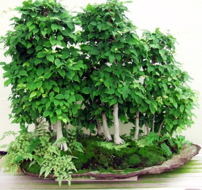Carpinus Betulus Carpe Blanco 30 Seeds - Ideal Bonsai Garden Saatgut | eBay
