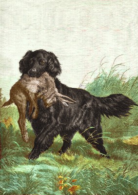 FLACH BESCHICHTETER RETRIEVER MIT HASE TOLLES BILD HUND GRUSS NOTIZKARTE 