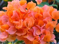 Two Bougainvillea live plants in one pot, Orange. 6 to 10 inches tall. Rare.