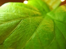 Lifetime Temptation 11' Sit on Top Kayak