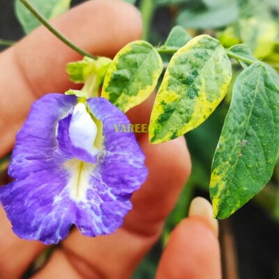 Variegated Butterfly Pea Flower 10 Seeds, Clitoria Ternatea Best Organic Garden