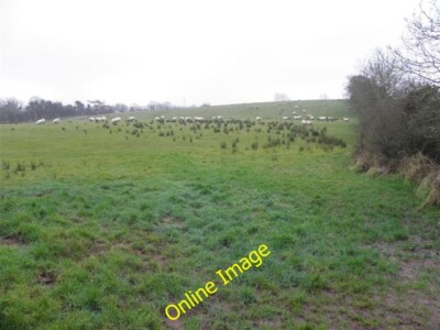 Photo 6x4 Sheep among the rushes, Killymoonan Blackfort Looking SSE c2013