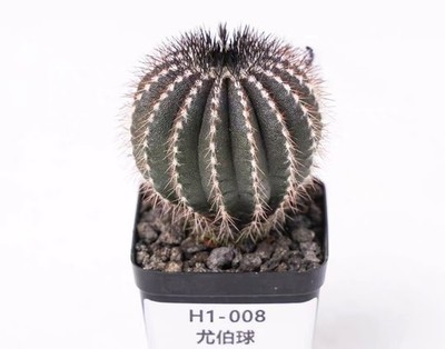 Pot 5.5cm Rare plant Cacti Uebelmannia pectinifera Random Own Root Garden Sale