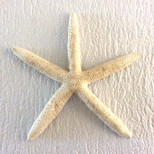 Starfish - White Finger/Pointer starfish - Natural dried - Medium 12.5cm/5''