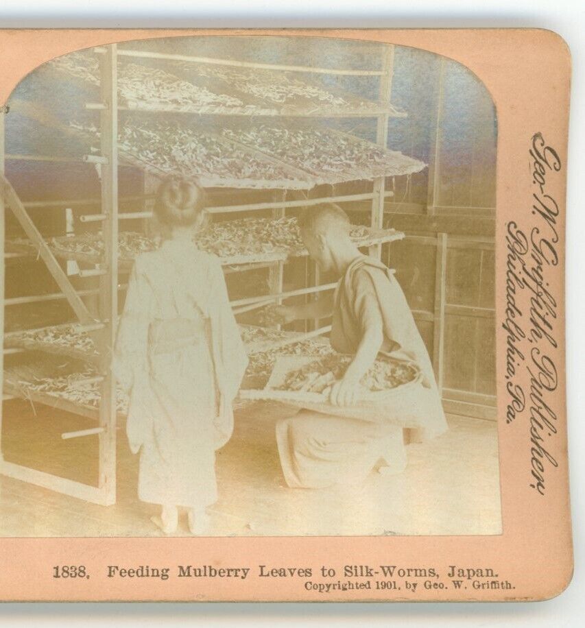 Fedding Mulberry Leaves to Silk Worms Japan - Griffith Fedding Mulberry Leaves to Silk Worms Japan - Griffith