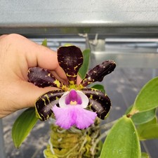 Cattleya aclandiae v. coerulea x sib 4N stunning orchid species nice seedlings!!