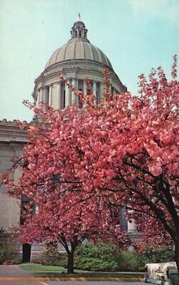 Postcard WA Olympia Washington State Capitol Cherry Blossoms Vintage PC H7851
