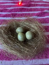 Real Quail Eggs ( Empty) In Faux Nest Nice Conversation Piece Easter Christmas
