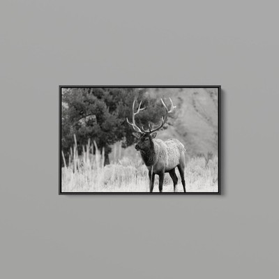 Collection - Bull Elk in Mammoth Hot Springs, Yellowstone National Park - Print
