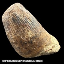 Rare Crocodile Teeth Fossils Wealden Group Sussex UK Cretaceous Crocodyliform