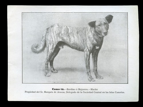 BARDINO o MAJORERO Brindle Guard Dog of the Canary Islands B&W Photograph