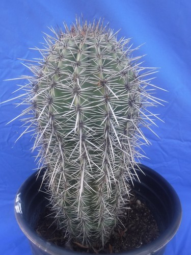 Saguaro Cactus LARGE PLANT Carnegiea gigantea 11" Tall 10+ Years Old R1