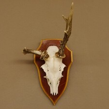 Rehbock Peso 284 G Abnorme Cervo Maschio Corna Di Cervo Trofeo 605.122