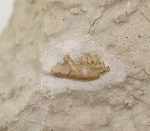 Insettivo, Terziario, Oligocene, White River Fm, USA -k848 - Foto 3 di 5