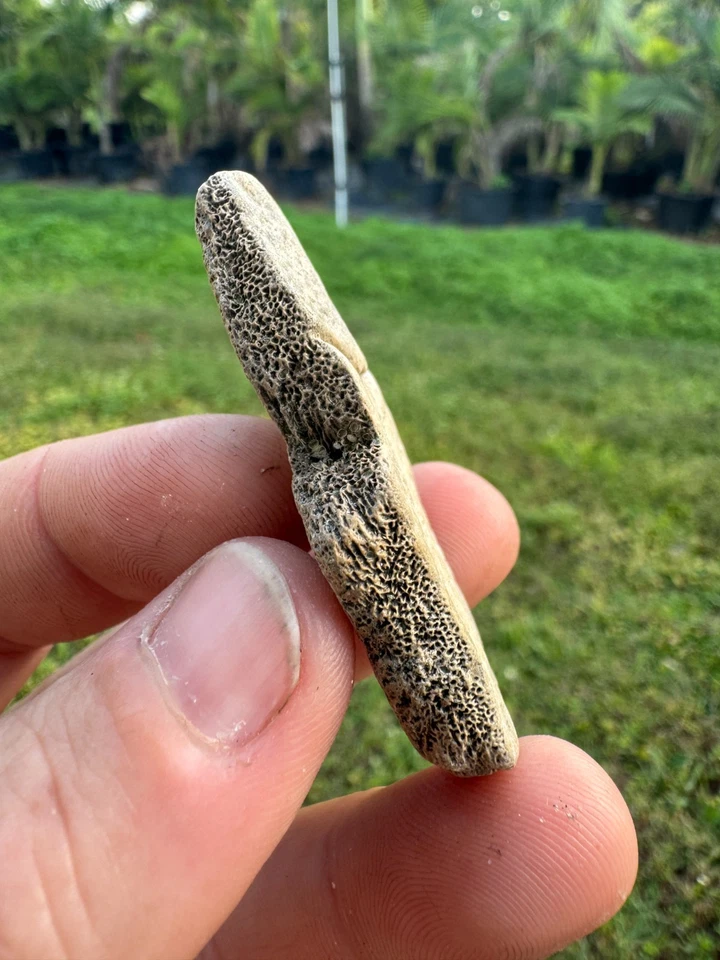 RARE SLIDER TRACHEMYS NEURAL SCUTES ICE AGE REPTILE TURTLE SHELL FOSSIL FUSED - Image 3 of 4