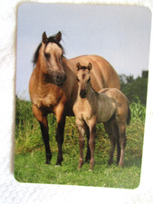 HORSE SWAP CARD~MODERN NEW~BUCKSIN QUARTER HORSE WITH BUCKSKIN FOAL#109