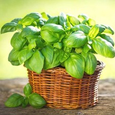 Herb – Basil 'Genovese' Plug Plants x 3 – Classic Italian Variety!