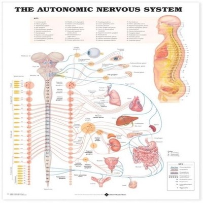 The Autonomic Nervous System Anatomical Chart Wolters Kluwer Heal