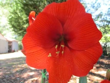 Cross-pollinated Amaryllis Hippeastrum  Orange small Bulb 6-12 cm. circumference