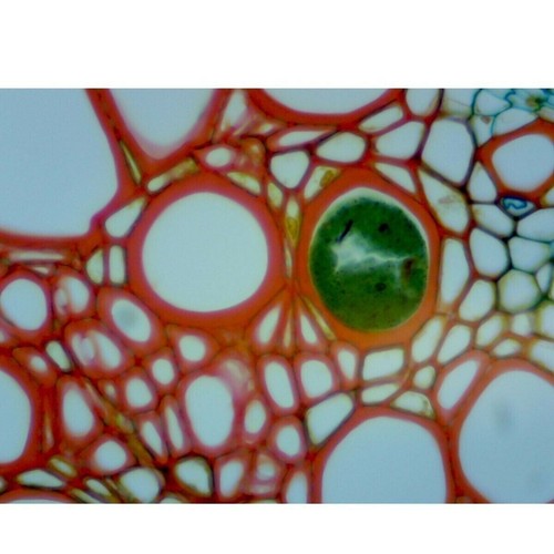OMAX M83E Series 40X-2000X Lab Trinocular Compound LED Microscope + Mech. Stage - Picture 8 of 10