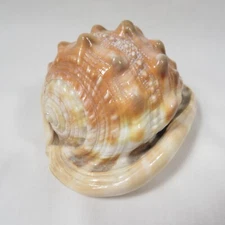 Bullmouth Helmet Shell 4.75" Cypraecassis rufa Sea Snail Seashell Nautical Decor
