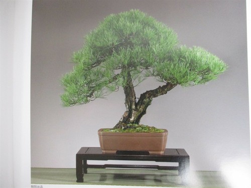 BONSAI KOKUFU Exhibition 84th Photo Art Book Japan 2010 Catalog - Picture 3 of 12