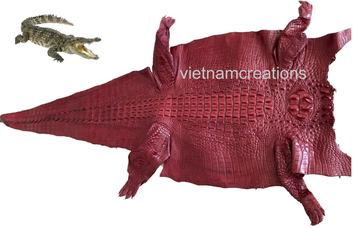 Himalayan Genuine Real Crocodile Leather Skin Hide Exotic Pelt Taxidermy  Belly